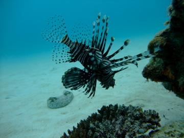 lion fish  (Okinawa, Japan)