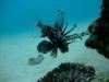 lion fish  (Okinawa, Japan)