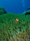 large anemone  (Okinawa, Japan)