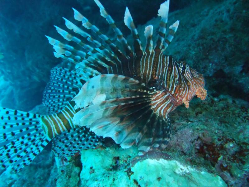 lion fish