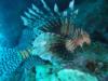 lion fish