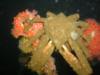 Giant Sheepcrab