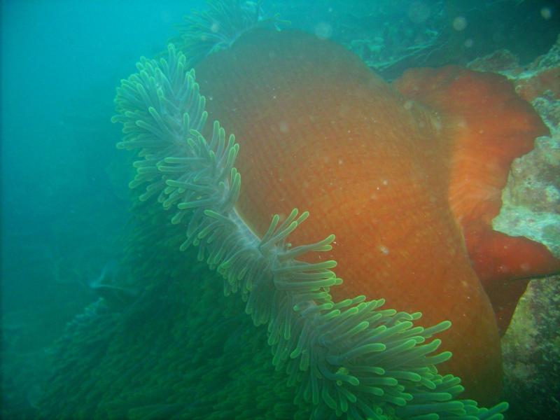 An Anemone @ 52ft - Gab Gab Right - Guam