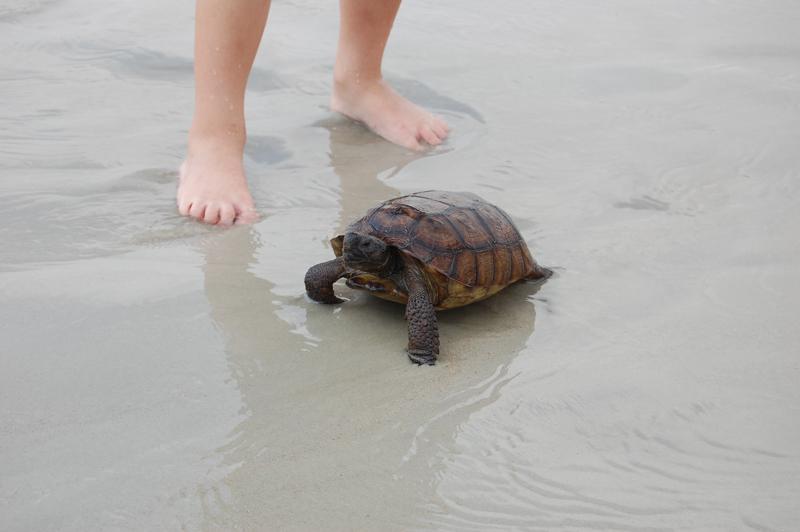 Gopher Tortoise on the beach