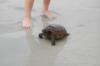 Gopher Tortoise on the beach