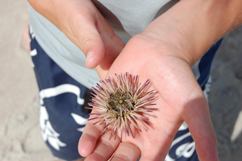 sea urchin