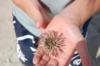 sea urchin