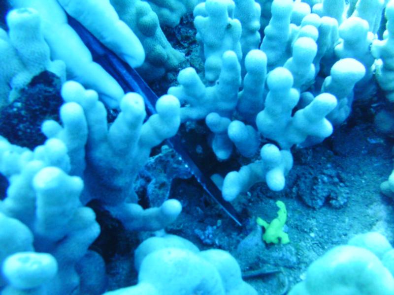 hawaii frogfish