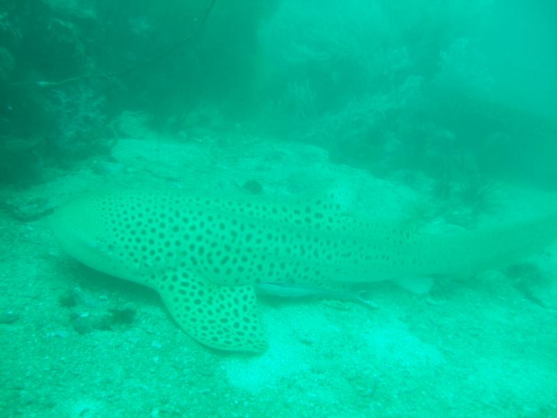 phuket leopard shark