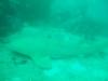 phuket leopard shark