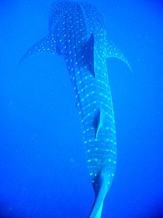 Whale Shark - Belize