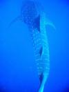 Whale Shark - Belize