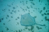 Grand Caymen - StingRay City