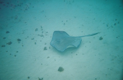 Grand Caymen - StingRay City