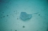 Grand Caymen - StingRay City