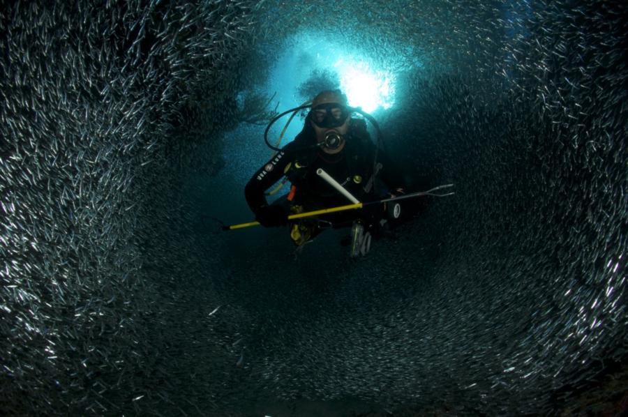 Belize Silversides Baitball