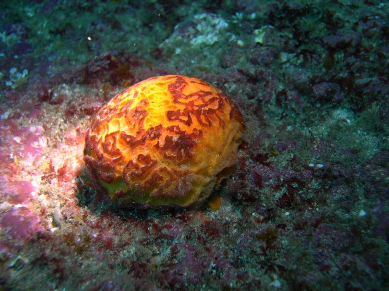 Orange Sponge