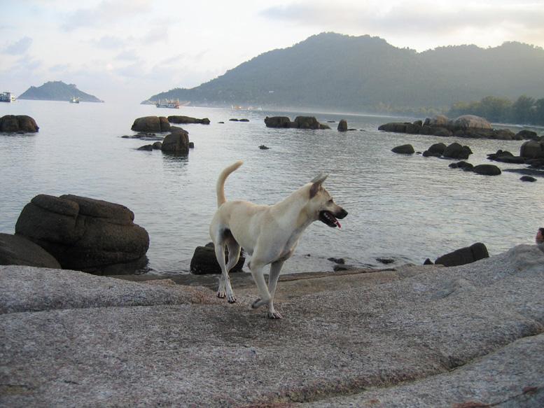 Kho Tao Beach Dog