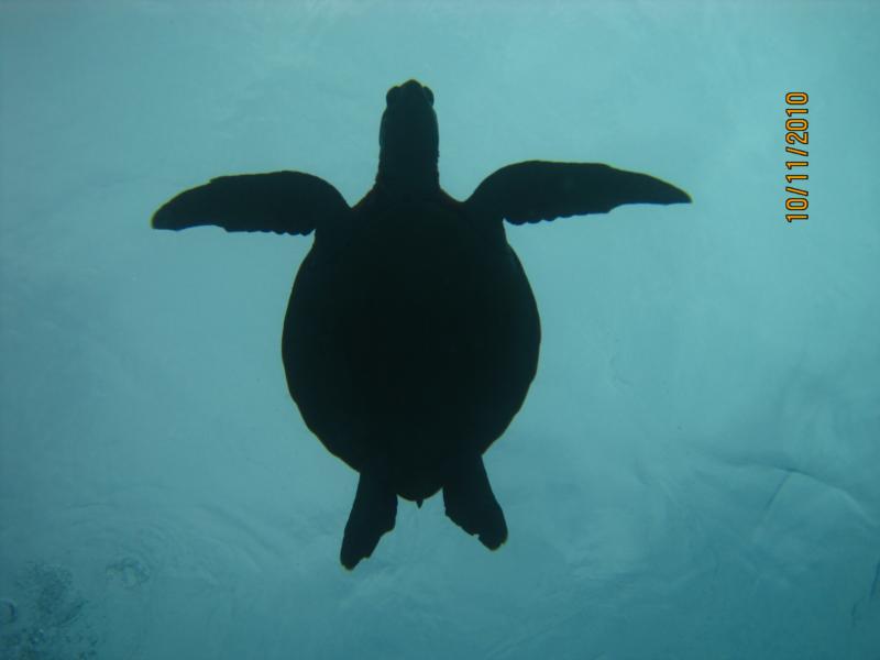 silhoutted turtle