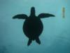 silhoutted turtle
