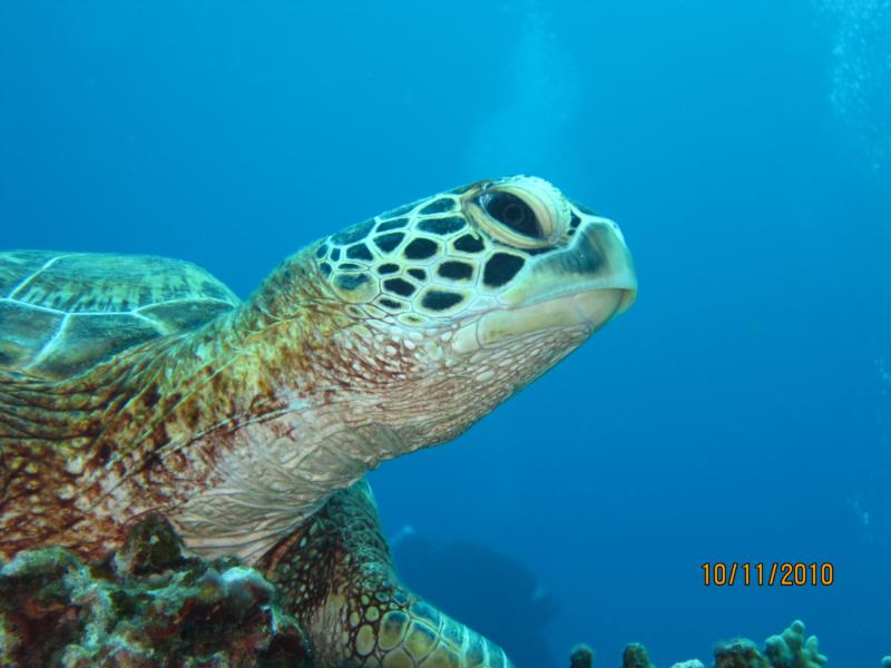 turtle taken at Kerama Islands