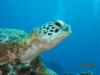 turtle taken at Kerama Islands