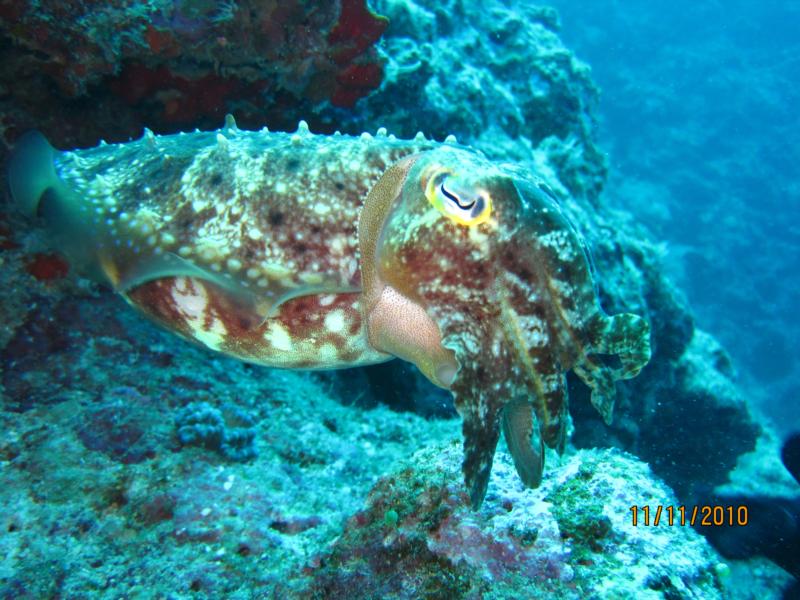 Cuttlefish at Horse Shoe Beach