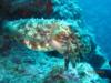 Cuttlefish at Horse Shoe Beach