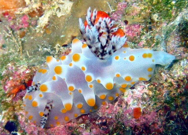 Nudibranch taken at Toilet Bowl