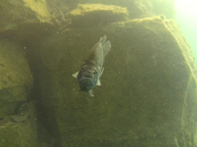Blue Gill checking me out 8-15-09