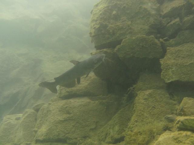 Catfish 8-15-09 Philadelphia Quarry