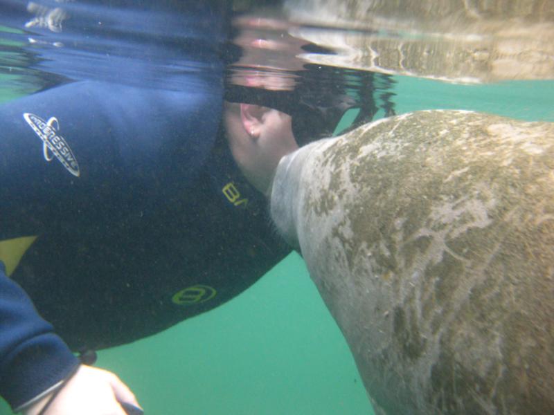 Getting a Manatee Kiss, Crystal River Dec 2009