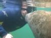 Getting a Manatee Kiss, Crystal River Dec 2009