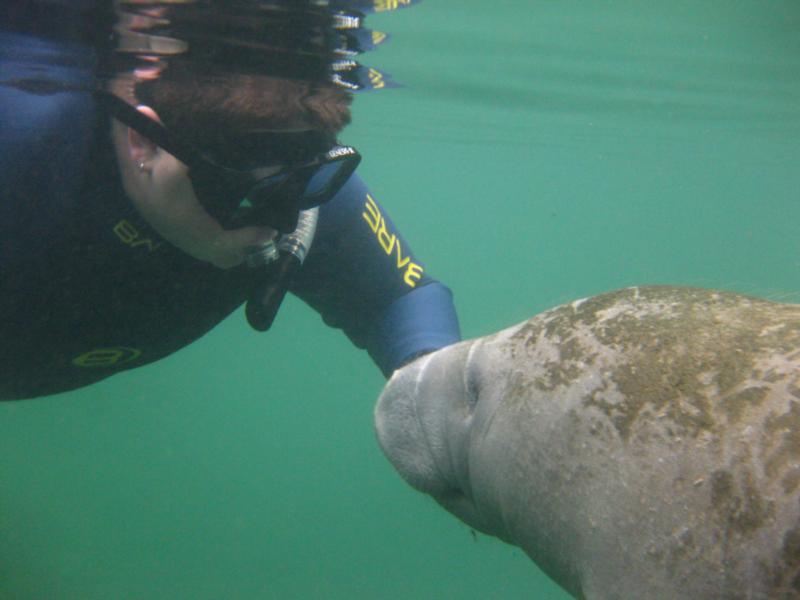 Hello Little One, Crystal River Dec 2009