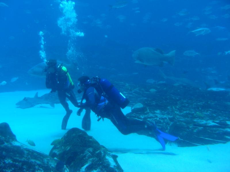 Georgia Aquarium: Journey with Gentle Giants