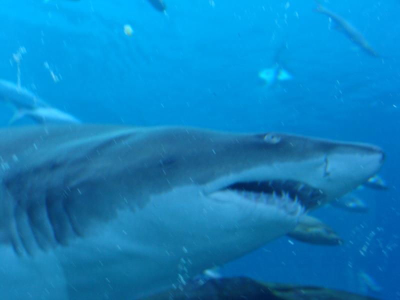 Sand Tiger at GA Aquarium