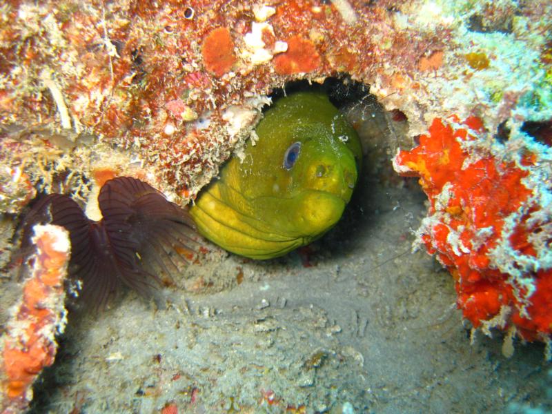 eel 2