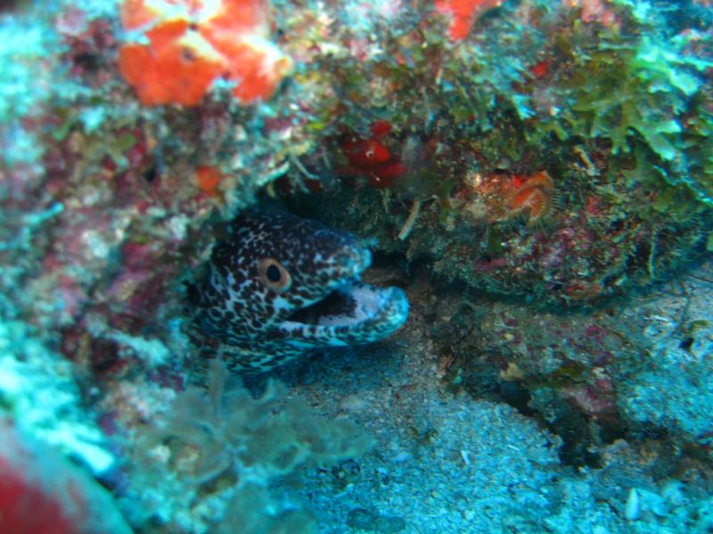 eel 3