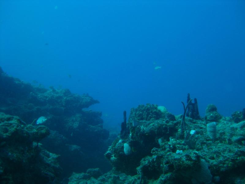 Tear Drop Reef