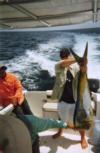 Dorado off the coast of Panama