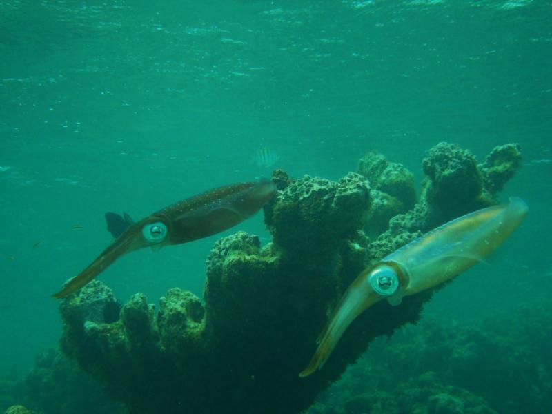 calamares en culebra P.R.