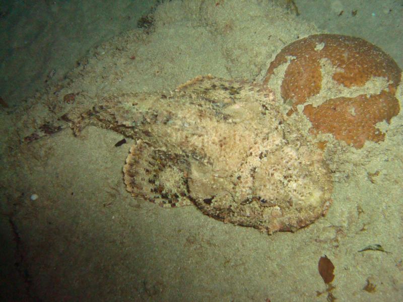 spotted scorpionfish