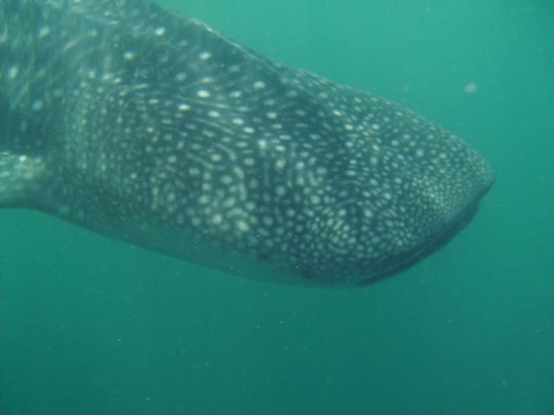 WhaleShark - Africa