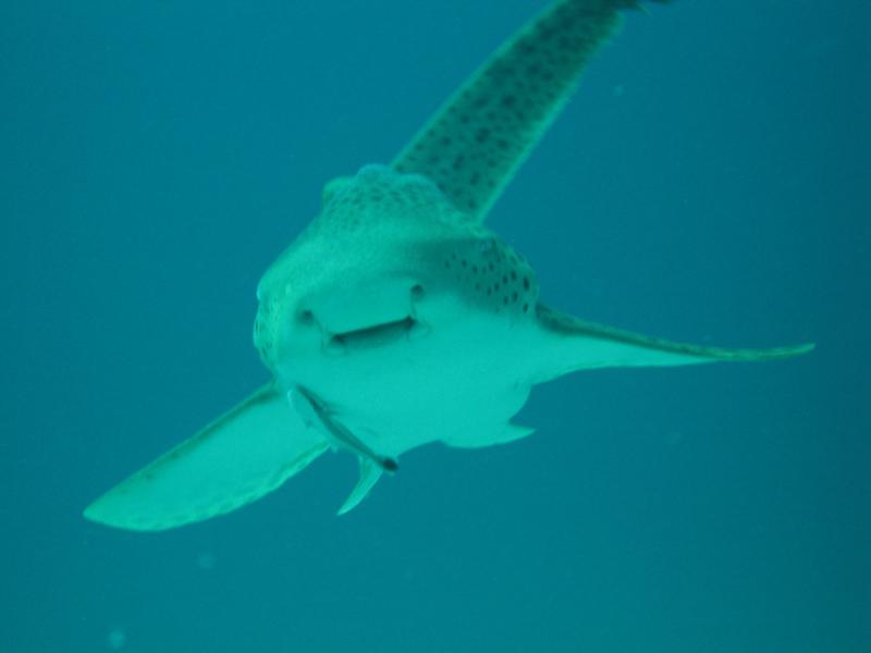 Leopard Shark - Burma