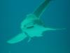 Leopard Shark - Burma