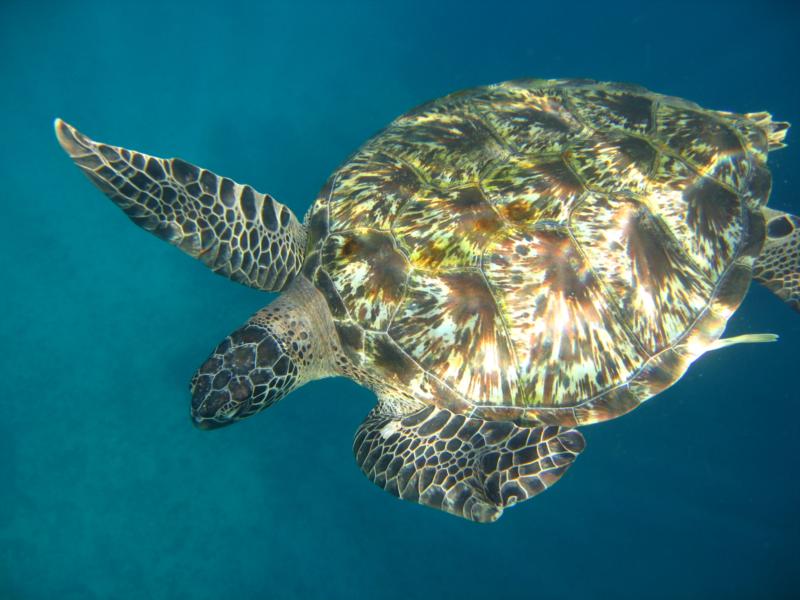 Turtle - Similian Islands Thailand