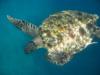 Turtle - Similian Islands Thailand