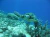 Turtle - Playa Del Carmen