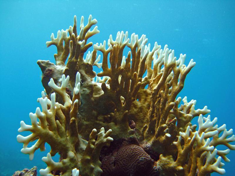 Fire Coral (Guam)