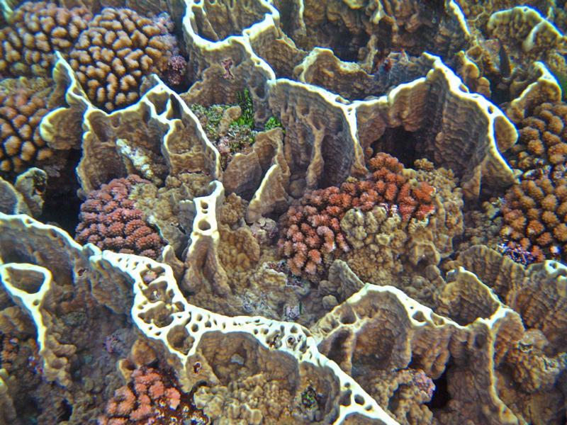 Coral at Gun Beach, Guam